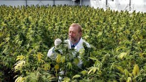 Patient darf Cannabis selbst anbauen