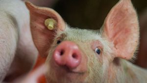 Tierrechtsorganisation legt Beschwerde im Namen von Ferkeln ein