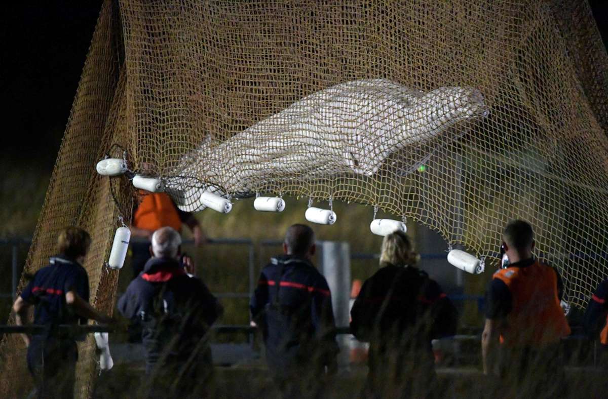 In einem mit Stahlketten gesicherten Netz schwebt der Belugawal über der Seine. Foto: AFP/JEAN-FRANCOIS MONIER