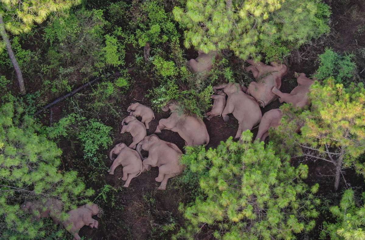 Die Elefantenherde, die derzeit durch China wandert, hat sich zum Schlafen dicht an dicht auf den Boden gelegt. Foto: dpa