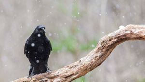 Eine Krähe beobachtet den ersten Schnee. (Symbolbild) Foto: IMAGO/blickwinkel/IMAGO/M. Kuehn