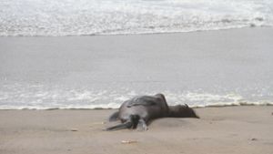 Massensterben von Robben gibt Forschern Rätsel auf