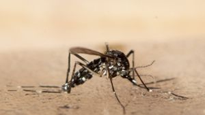 Auch ohne Viren bleibt die Asiatische Tigermücke eine extrem aggressive und lästige Stechmücke. Foto: dpa/Ennio Leanza