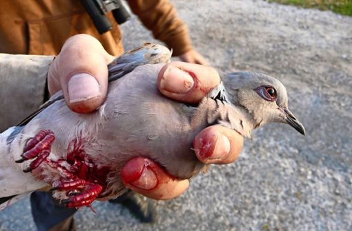Eine angeschossene Taube – leider kein Einzelfall. Foto: BirdLife Malta