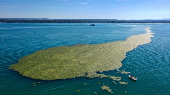 Bodensee: Große Algenteppiche schmälern den Badespaß