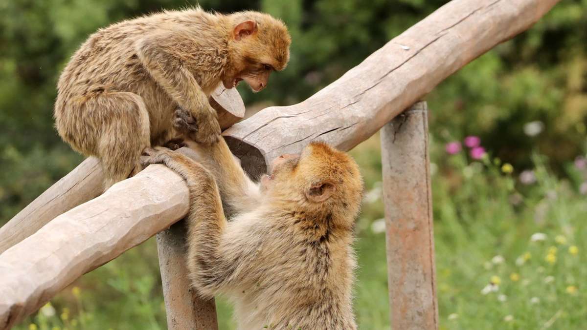 Landkreis Breisgau-Hochschwarzwald: Rund zwei Dutzend Affen büxen aus Tierpark aus