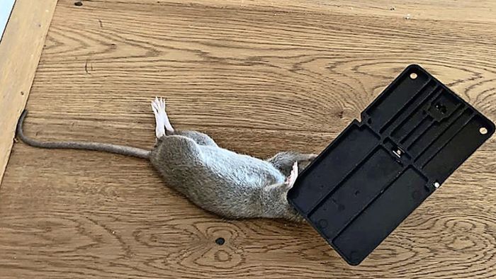 Immer mehr Ratten in Städten