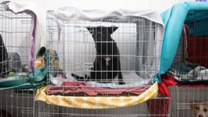 Tierheime suchen Unterkünfte für ukrainische Haustiere