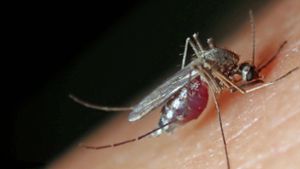 Stechmücken übertragen mittlerweile das West-Nil-Virus auch in Deutschland. Foto: imago images/imagebroker/imageBROKER/Heinz Krimmer via www.imago-images.de