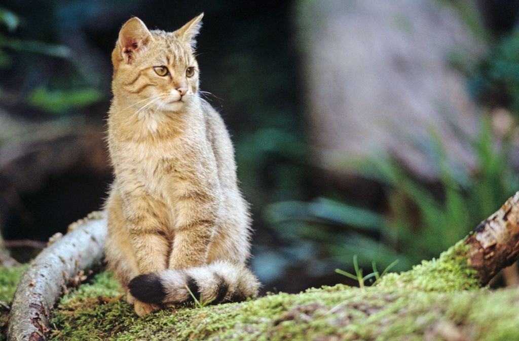 Wildtierkorridor Im Kreis Ludwigsburg Der Streit Um Die Wildkatzen 