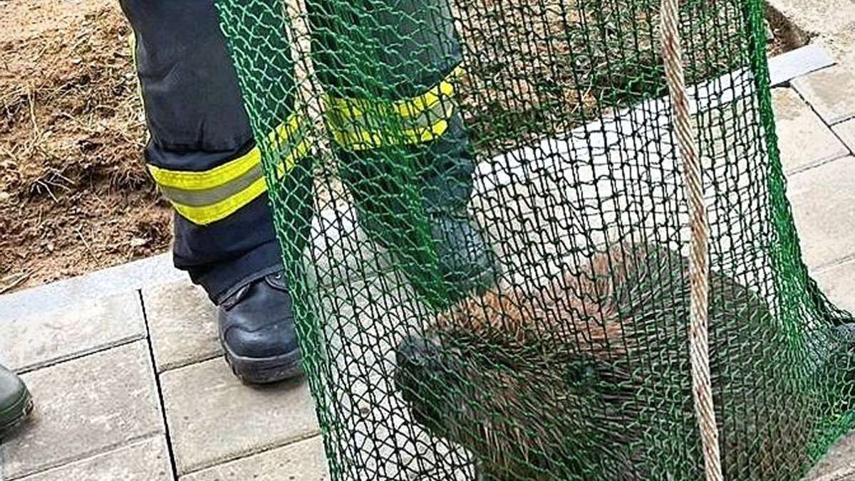 Alfdorfer Leinecksee: Feuerwehr rettet Biber aus misslicher Lage