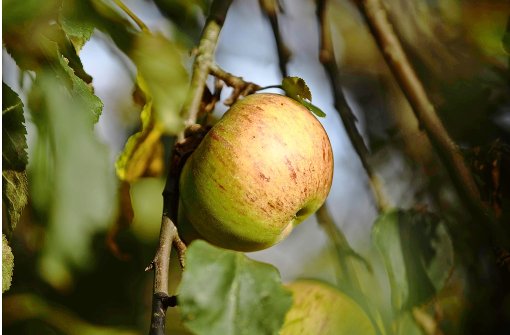 Ein Apfel alter Prägung – auch ohne Spritzmittel bildschön Foto: Stoppel