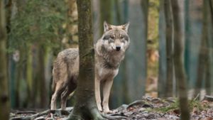 Die Wolfssichtung bei Stuttgart ist nun offiziell. Foto: dpa
