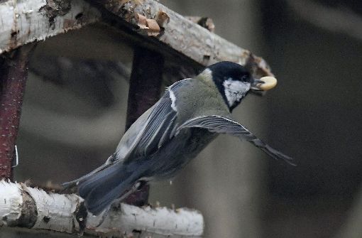 Wenn es weniger Insekten gibt, dann freuen sich Meisen über Futter aus Vogelhäuschen. Foto: dpa