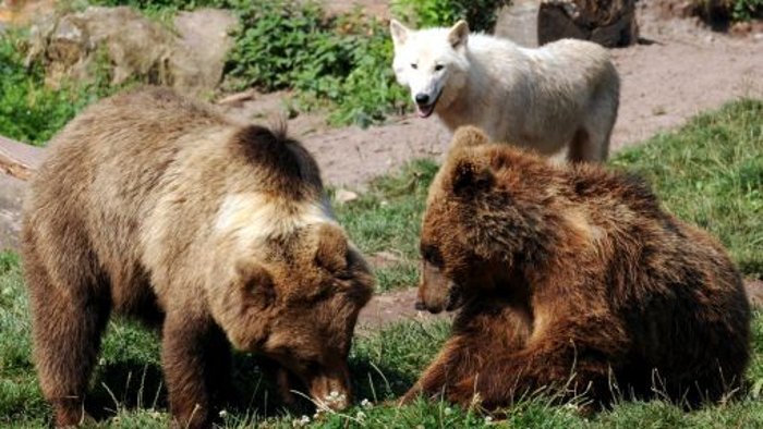 Braunbär tötet Polarwolf bei Fütterung