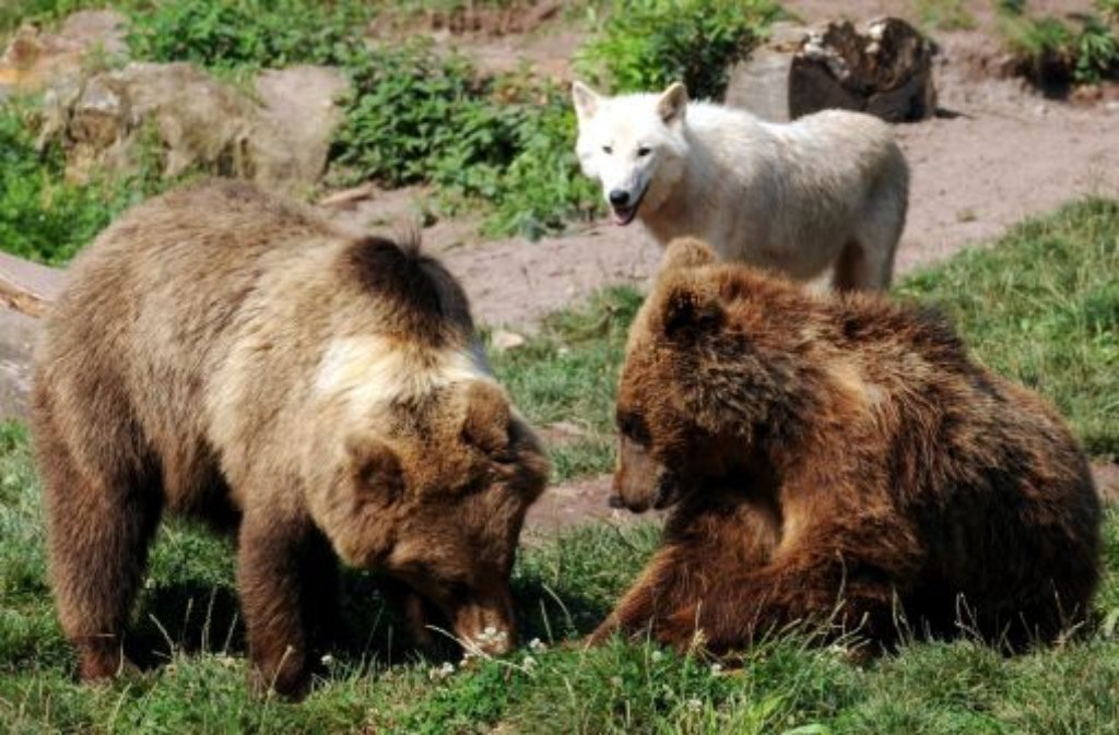 Im Freizeitpark Tripsdrill bei Cleebronn leben Braunbären und Polarwölfe in einem Gehege: Das ist einem der Wölfe nun zum Verhängnis geworden.