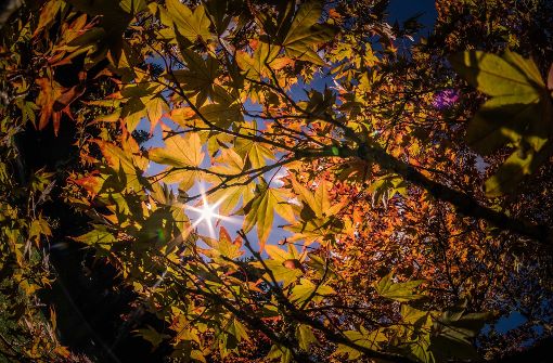 Ob der Herbst 2017 viele goldene Tage bereit hält, lässt sich schwer sagen. Ein paar Aussagen sind allerdings möglich. Foto: Max Kovalenko