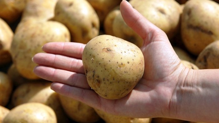 Verdacht gegen Kartoffel-Verarbeiter