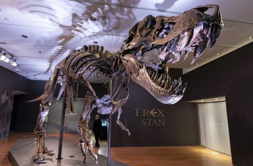 „Stan“, eines der größten und vollständigsten Fossilien des Tyrannosaurus Rex, das entdeckt wurde, ist im Auktionshaus Christie’s zu sehen. Foto: Mary Altaffer/AP/dpa