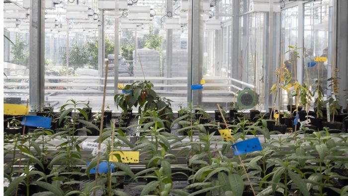 So sollen Pflanzen fit  für den Klimawandel werden