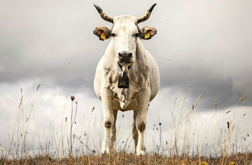 Für dieses Bild wandert man  doch gerne durch Italien. Vom Boden aus fotografiert,  ist die Kuh eine imposante Erscheinung. Foto: Stefan Brusius