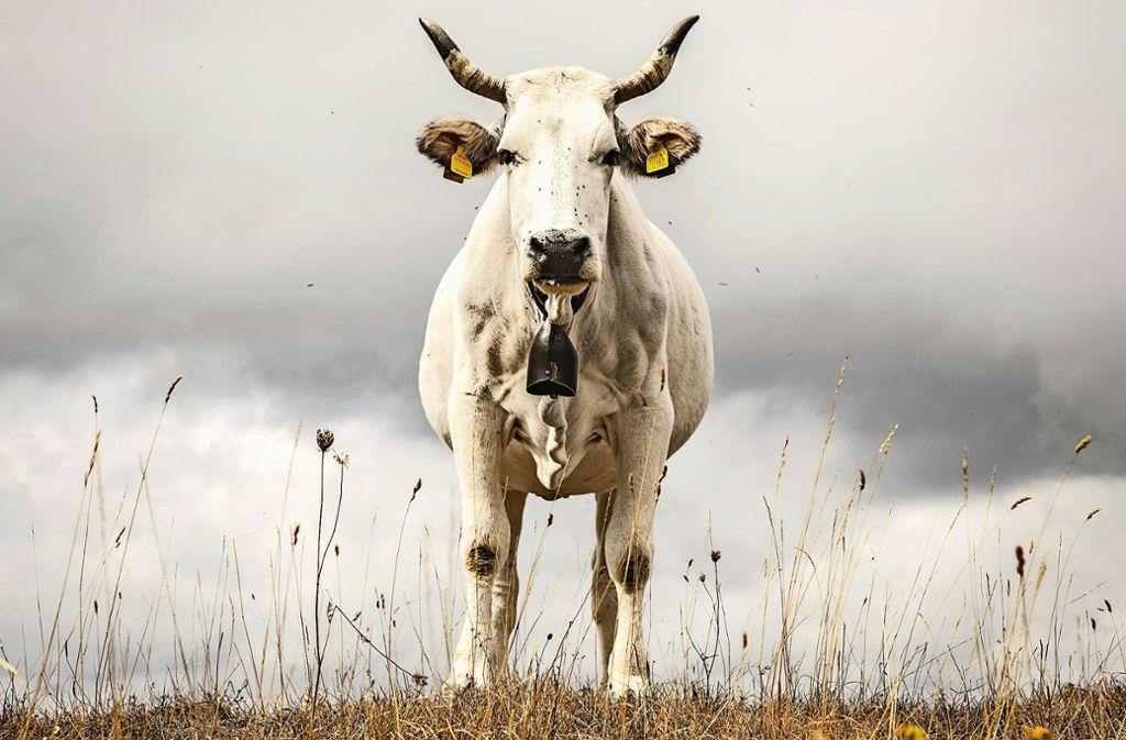 Für dieses Bild wandert man  doch gerne durch Italien. Vom Boden aus fotografiert,  ist die Kuh eine imposante Erscheinung.