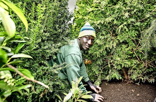 Keba Pape-Ami setzt einen Thuja zwischen mehrere Eiben – Pflanzen, die er bis vor eineinhalb Jahren nicht kannte. Foto: Horst Rudel