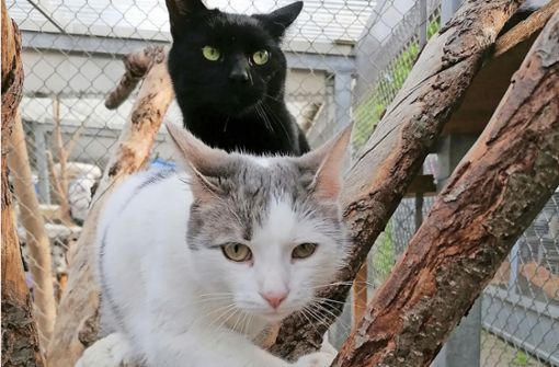Zeus und Felissia wurden aus dem Kriegsgebiet gerettet und warten nun im Tierheim Filderstadt auf neue Dosenöffner. Foto: privat