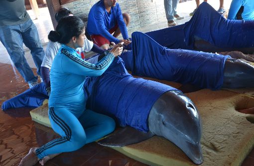 Die Delfine sind während des Transports mit feuchten Tüchern eingewickelt worden. Foto: Agencia Cubana de Noticias/AP