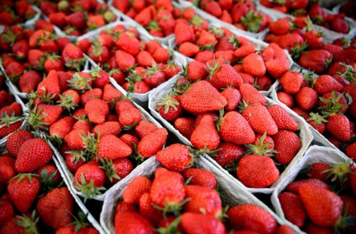 Wenn es Erdbeeren gibt, ist der Sommer nicht weit. Lesen Sie wissenwerte Fakten über die roten Früchte in der Bildergalerie. Foto: dpa