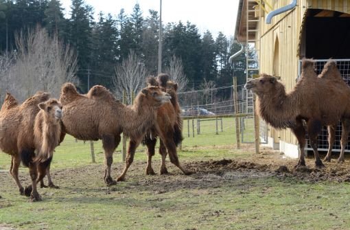 Nur fünf Tiere überlebten den verheerenden Brand auf dem Kamelhof in Ebhausen-Rotfelden (Kreis Calw), 87 Kamele starben. Foto: dpa