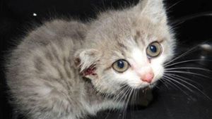 Katzenbaby misshandelt – 1000 Euro Belohnung für Hinweise