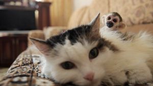 Katze „adoptiert“ Totenkopfäffchen