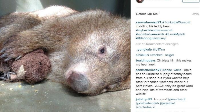 Tonka, der depressive Wombat, liebt seinen Teddy
