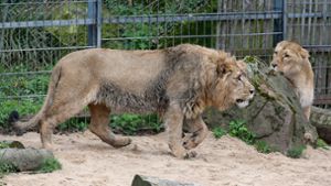 Löwen bekommen Fußbodenheizung im Kölner Zoo