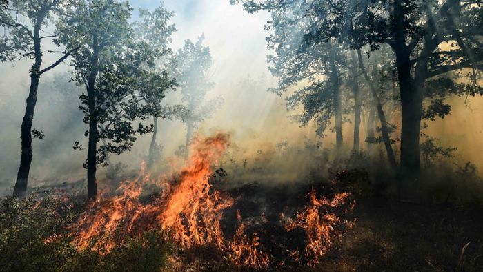 Rund 10.000 Menschen vor Waldbränden in Sicherheit gebracht