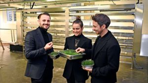 Diese drei Unternehmer ernten  im  Keller des Urbanharbor Gemüse
