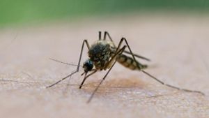 Witterungsbedingt: Die ersten Stechmücken sind bereits geschlüpft. Foto: Patrick Pleul/dpa-Zentralbild/dpa