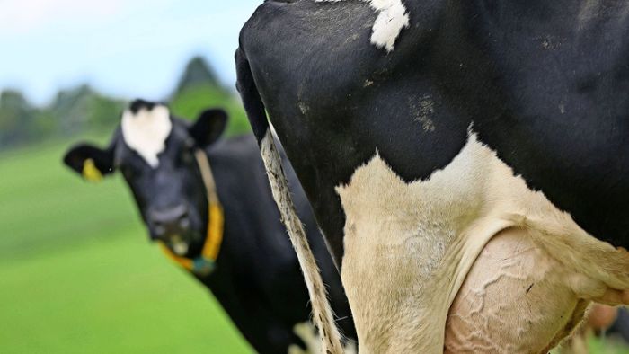 Ausgebüxte Kühe halten Polizei in Atem