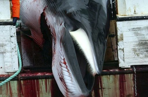Die Jagd auf die Wale sei wirtschaftlich sinnlos, argumentieren Umweltschützer. Foto: AP