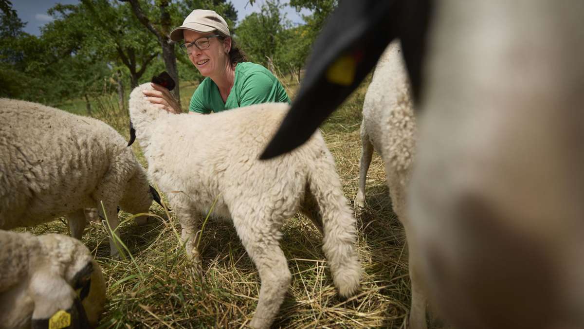 Schafwanderweg sucht Helfer in Kernen: Wer hat Bock aufs Schafehüten?