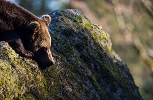 Ein Braunbär ist in der Nähe von Baden-Württemberg gesehen worden (Symbolbild). Foto: Lino Mirgeler/dpa