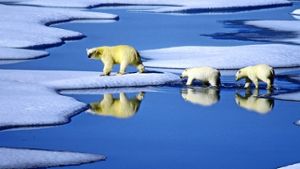 Eisbären leiden unter dem Klimawandel Foto: dpa