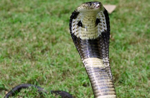 Eine Monokelkobra, aufgenommen  in Thailand. Giftige Schlangen verletzen mehr als 2,5 Millionen Menschen im Jahr, mehr als 100 000 sterben. Das Fatale: Es gibt kaum noch wirksames Gegengift. Foto: dpa