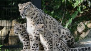 Familientreffen im Leopardengehege