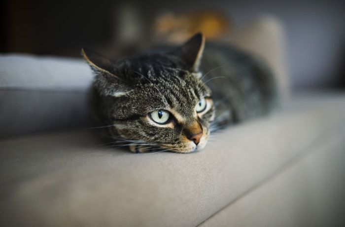 Tierquäler im Kreis Göppingen: Unbekannter schießt Katze an – Zeugen gesucht