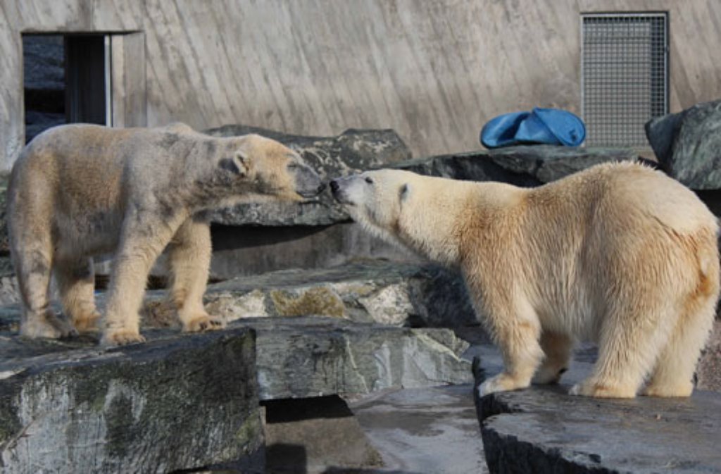 Love is in the Air: Die Eisbären Corinna und Felix kommen sich in der Stuttgarter Wilhelma ganz nah.
