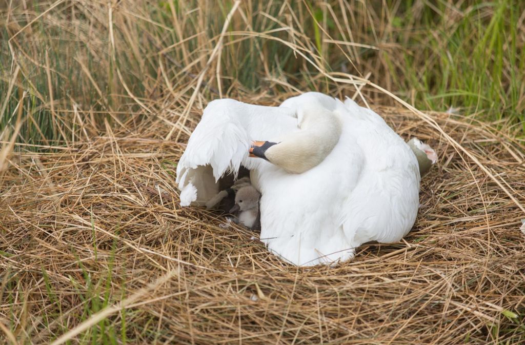 Schwanenpaare nutzen immer das gleiche Nest. Sie vergrößern es von Jahr zu Jahr.