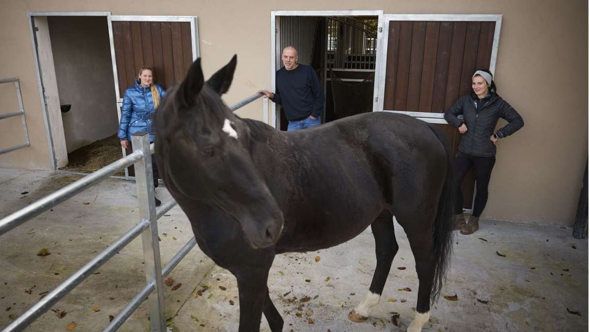 Rehazentrum für Pferde eröffnet in Welzheim: Hier bekommen Pferde Wellness und Physiotherapie
