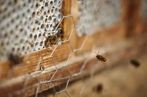 Die ersten Mauerbienen beim Alvarium in Waiblingen fliegen. Foto: Gottfried Stoppel